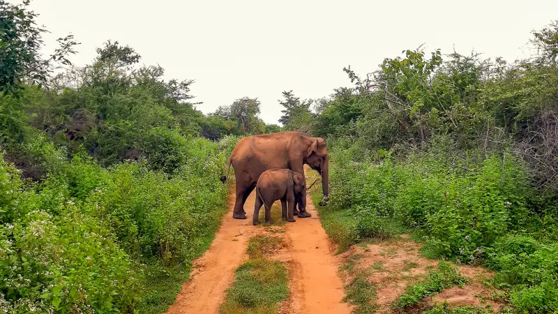Groupe en véhicule privé lors d'un safari photo à la rencontre des éléphants dans le parc national d'Uda Walawe, Sri Lanka.