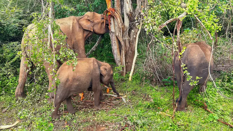Troupeau d'éléphants sauvages lors d'un safari-photo dans le parc national d'Uda Walawe, excursion depuis Hikkaduwa
